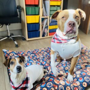 Dog Christmas Sublimation PJ's with bandana (match family PJ's)